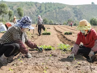 အအေးပိုင်းရာသီဥတု ဟင်းသီးဟင်းရွက်များက ကုန်းမြင့်ကျေးလက်ဒေသ၏ “တက်ကြွသော ထုတ်လုပ်ရေးလုပ်ငန်း” ဖြစ်လာ