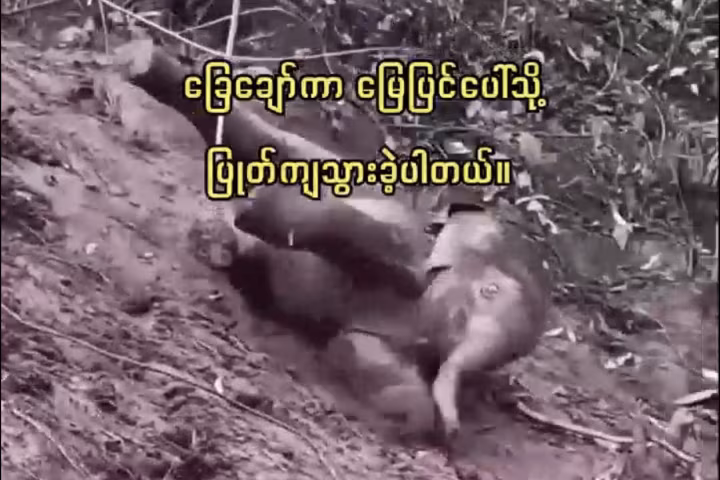 တောင်စောင်းပေါ်မှ ခြေချော်ကျခဲ့သည့် ဆင်ပေါက်လေး၏ ငိုအားထက် ရယ်အားသန်ရသော အဖြစ်အပျက်