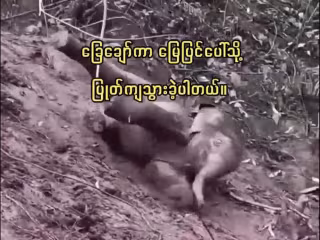 တောင်စောင်းပေါ်မှ ခြေချော်ကျခဲ့သည့် ဆင်ပေါက်လေး၏ ငိုအားထက် ရယ်အားသန်ရသော အဖြစ်အပျက်