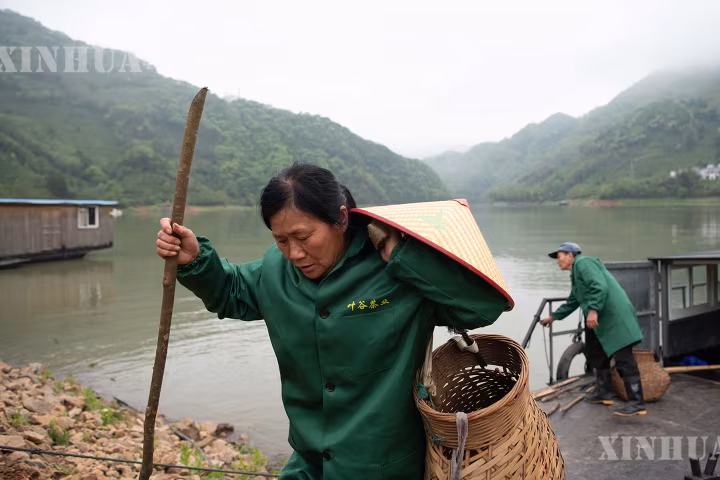 ရေကန်နှင့်တောင်တန်းကို ဖြတ်သန်းခရီးနှင်၍ လက်ဖက်သင်းရနံ့ သယ်ဆောင်လာ