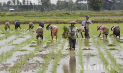 တောင်သူ လယ်သမားများ စပါး စိုက်ပျိုးမှုအား တွေ့ရစဉ်(ဆင်ဟွာ)