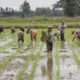တောင်သူ လယ်သမားများ စပါး စိုက်ပျိုးမှုအား တွေ့ရစဉ်(ဆင်ဟွာ)