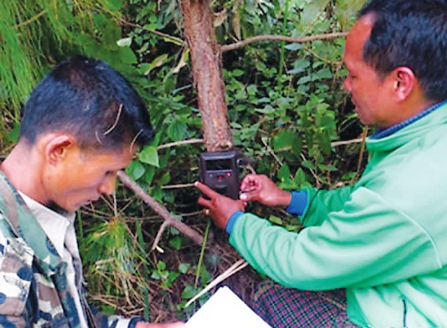 မြန်မာနိုင်ငံအတွင်း ကျားမျိုးစိတ်များ မျိုးသုဉ်း ပျောက်ကွယ်မှု မရှိစေရန်နှင့် ကျားအကောင်ရေ အတိအကျ သိရှိနိုင်စေရန်အတွက် ထောင်ချောက် ကင်မရာများ တပ်ဆင်ကာ လေ့လာမှုများ ပြုလုပ်နေစဉ် (ဓာတ်ပုံ-မြဝတီ)