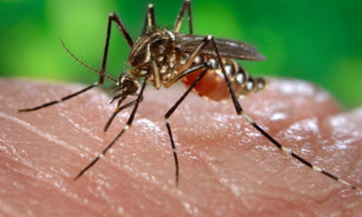 ခြင်များက ငှက်ဖျားရောဂါ ပိုး ပြန့်ပွားစေသော အဓိက အကြောင်းရင်း တစ်ရပ်ဖြစ်သည် (ဆင်ဟွာ)