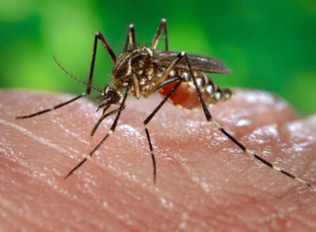 ခြင်များက ငှက်ဖျားရောဂါ ပိုး ပြန့်ပွားစေသော အဓိက အကြောင်းရင်း တစ်ရပ်ဖြစ်သည် (ဆင်ဟွာ)