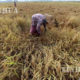 မြန်မာ့လယ်ယာမြေ မြင်ကွင်းတစ်ရပ်အားတွေ့ရစဉ်(ဆင်ဟွာ)