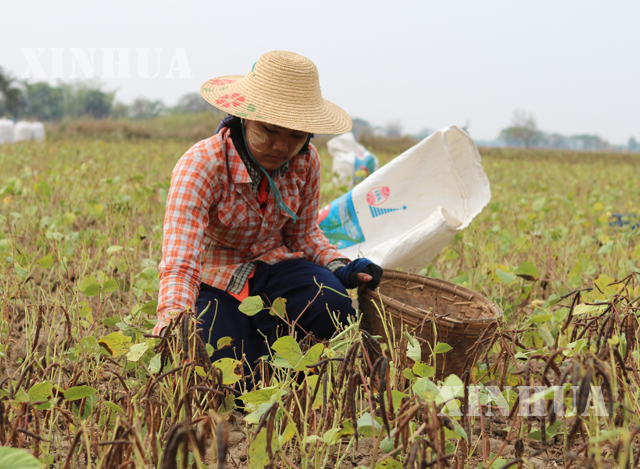 မြန်မာတောင်သူ အမျိုးသမီးတစ်ဦး လယ်ယာစိုက်ခင်းဝင်နေသည်ကို တွေ့ရစဉ် (ဆင်ဟွာ)