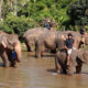 မြန်မာနိုင်ငံ၌ တောဆင်ရိုင်းများအား ယဉ်အောင်ပြုလုပ်၍ အမျိုးမျိုးအသုံးချလျက်ရှိစဉ် (ဓာတ်ပုံ-မြဝတီ)