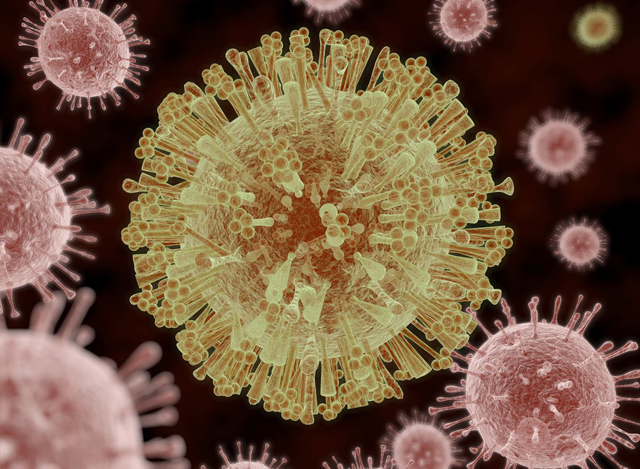ဇီကာဗိုင်းရပ်စ်၏ ပုံသဏ္ဍာန်အားတွေ့မြင်ရစဉ်-အင်တာနက်