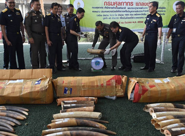 ထိုင်းရဲတပ်ဖွဲ့ဝင်များက တရားမဝင် ဖမ်းဆီး ရမိထားသော ဆင်စွယ်များအား စစ်ဆေးနေစဉ် (ဓာတ်ပုံ - အင်တာနက်)