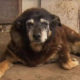 ကမ္ဘာ့အသက်အကြီးဆုံး ခွေး မက်ဂီ (ဓာတ်ပုံ- အင်တာနက်)
