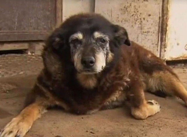 ကမ္ဘာ့အသက်အကြီးဆုံး ခွေး မက်ဂီ (ဓာတ်ပုံ- အင်တာနက်)