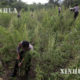အင်ဒိုနီးရှားနိုင်ငံ အာချေးပြည်နယ်၌ ဆေးခြောက် စိုက်ခင်းများ အား ဖျက်ဆီးနေသည့် ရဲတပ်ဖွဲ့ဝင်များအား တွေ့ရစဉ် (ဆင်ဟွာ)
