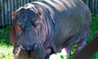 ယူကရိန်း တိရစ္ဆာန် ဥယျာဉ်ရှိ ကမ္ဘာ့ အသက်အကြီးဆုံး ရေမြင်း Brestaအားတွေ့ရစဉ် (ဓာတ်ပုံ-အင်တာနက်)