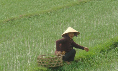 ဗီယက်နမ် နိုင်ငံရှိ ဆန်စပါး စိုက်ကွင်း တစ်ခုအား တွေ့ရစဉ် (ဓာတ်ပုံ- အင်တာနက်)