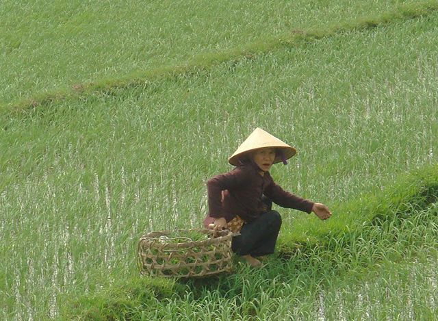 ဗီယက်နမ် နိုင်ငံရှိ ဆန်စပါး စိုက်ကွင်း တစ်ခုအား တွေ့ရစဉ် (ဓာတ်ပုံ- အင်တာနက်)