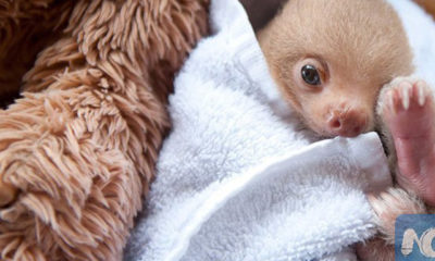 ကော့စတာရီကာ ရှိ စလော့(Sloth) အဖွဲ့အစည်းက စောင့်ရှောက်ထားသည့် မိဘမဲ့ စလော့(Sloth) အကောင်ငယ်လေးအား တွေ့ရစဉ် (ဓါတ်ပုံ-အင်တာနက်)