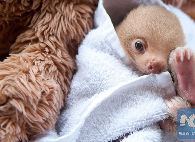 ကော့စတာရီကာ ရှိ စလော့(Sloth) အဖွဲ့အစည်းက စောင့်ရှောက်ထားသည့် မိဘမဲ့ စလော့(Sloth) အကောင်ငယ်လေးအား တွေ့ရစဉ် (ဓါတ်ပုံ-အင်တာနက်)