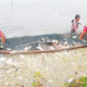 ငါးမွေးမြူရေးကန် တစ်ခု၌ ငါးများအား ပိုက်ချဖမ်းနေစဉ် (ဓာတ်ပုံ-မြဝတီ)