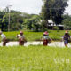 မိုးစပါး စိုက်ပျိုးနေမှုအား တွေ့ရစဉ် (ဆင်ဟွာ)