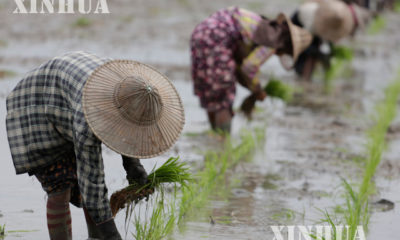 တောင်သူလယ်သမားများ မိုးစပါးစိုက်ပျိုးနေကြစဉ် (ဆင်ဟွာ)