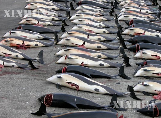 ဖမ်းဆီးထားသည့် ဝေလငါးများအား တွေ့ရစဉ် (ဆင်ဟွာ)