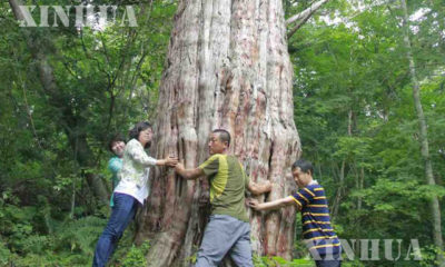 နှစ် ၃၀၀၀ သက်တမ်းရှိ ရှားပါး တရုတ်ထင်းရှူးပင်ကြီးအား တွေ့ရစဉ် (ဆင်ဟွာ)