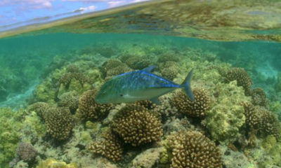 Papahanaumokuakea ပင်လယ်ဆိုင်ရာ အမျိုးသား အထိမ်းအမှတ်အတွင်း တွေ့ရသည့် အပြာရောင်ငါးနှင့် ပင်လယ် သဘာဝ အရင်းမြစ်များအား တွေ့ရစဉ် (ဓာတ်ပုံ- အင်တာနက်)