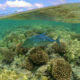 Papahanaumokuakea ပင်လယ်ဆိုင်ရာ အမျိုးသား အထိမ်းအမှတ်အတွင်း တွေ့ရသည့် အပြာရောင်ငါးနှင့် ပင်လယ် သဘာဝ အရင်းမြစ်များအား တွေ့ရစဉ် (ဓာတ်ပုံ- အင်တာနက်)