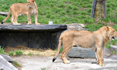 Granby တိရစ္ဆာန်ရုံအတွင်းမှ ခြင်္သေ့ များအားတွေ့ရစဉ်(ဓာတ်ပုံ-အင်တာနက်)