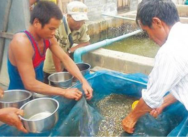 ငါးမွေးမြူရေးလုပ်ငန်းတွင် လုပ်ကိုင်နေမှုအားတွေ့ရစဉ် (ဓာတ်ပုံ-- မြဝတီ)
