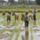 မိုးစပါး စိုက်ပျိုးနေမှုအားတွေ့ရစဉ် (ဆင်ဟွာ)