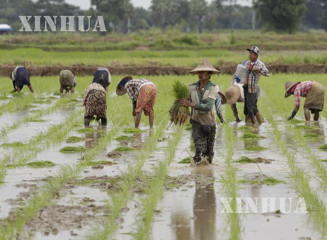 မိုးစပါး စိုက်ပျိုးနေမှုအားတွေ့ရစဉ် (ဆင်ဟွာ)