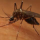 ဇီကာဗိုင်းရပ်စ် ကူးစက်မှုဖြစ်ပွားစေသည့် ခြင်ကျားအားတွေ့ရစဉ် (ဓါတ်ပုံ-အင်တာနက်)