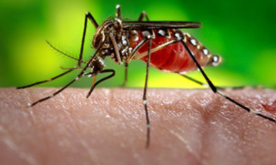 ဇီကာဗိုင်းရပ်စ်ပိုး ပြန့်ပွားစေသည့် အေးဒီးစ် ခြင်အား တွေ့ရစဉ် (ဓါတ်ပုံ-အင်တာနက်)
