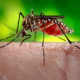 ဇီကာဗိုင်းရပ်စ်ပိုး ပြန့်ပွားစေသည့် အေးဒီးစ် ခြင်အား တွေ့ရစဉ် (ဓါတ်ပုံ-အင်တာနက်)