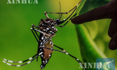 ဇီကာေရာဂါပုိး သယ္ေဆာင္သည့္ Aedes Aegypti ျခင္အား ေတြ႔ရစဥ္(ဆင္ဟြာ)