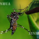ဇီကာေရာဂါပုိး သယ္ေဆာင္သည့္ Aedes Aegypti ျခင္အား ေတြ႔ရစဥ္(ဆင္ဟြာ)