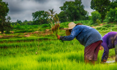 လယ္ယာလုပ္ငန္းခြင္ဝင္ေနၾကသည့္ ထိုင္း လယ္သမားမ်ားအား ေတြ႕ရစဥ္ (ဓာတ္ပံု-အင္တာနက္)