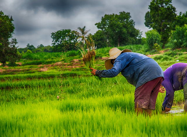 လယ္ယာလုပ္ငန္းခြင္ဝင္ေနၾကသည့္ ထိုင္း လယ္သမားမ်ားအား ေတြ႕ရစဥ္ (ဓာတ္ပံု-အင္တာနက္)