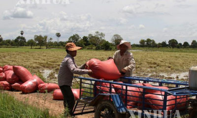 ကေမာၻဒီးယားႏုိင္ငံ၏ စပါးစုိက္ခင္းတစ္ခုအားေတြ ့ရစဥ္(ဆင္ဟြာ)