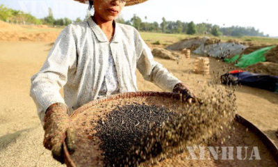 ေနျပည္ေတာ္ရွိ ပဲစိုက္ေတာင္သူတစ္ဦး ပဲမ်ားအား သန္႔စင္ေနစဥ္(ဓာတ္ပံု-ဆင္ဟြာ)