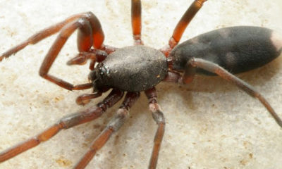 White-tailed Spider ေခၚ ၾသစေၾတးလ် ပင့္ကူတစ္မ်ဳိး အားေတြ႕ရစဥ္ (ဓါတ္ပံု-အင္တာနက္)