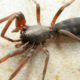 White-tailed Spider ေခၚ ၾသစေၾတးလ် ပင့္ကူတစ္မ်ဳိး အားေတြ႕ရစဥ္ (ဓါတ္ပံု-အင္တာနက္)