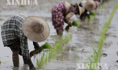 ေကာက္စိုက္သမမ်ား ေကာက္စိုက္ေနၾကစဥ္ (ဆင္ဟြာ)