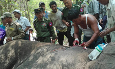 ဒဏ္ရာရ ေတာဆင္႐ိုင္းအား ေဆးကုသမႈမ်ား ေဆာင္ရြက္ေပးစဥ္(ဓာတ္ပုံ-Forest Department)