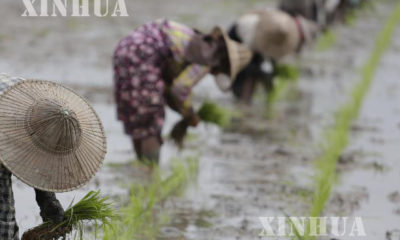 စပါး စုိက္ပ်ဳိးေနသည့္ ေတာင္သူလယ္သမားမ်ားအား ေတြ ့ရစဥ္(ဆင္ဟြာ)