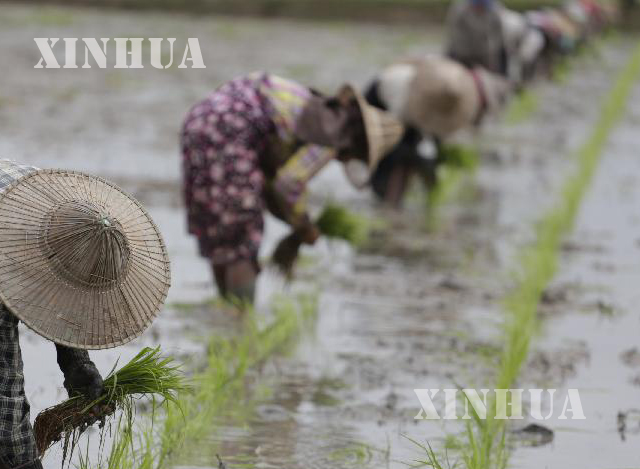 စပါး စုိက္ပ်ဳိးေနသည့္ ေတာင္သူလယ္သမားမ်ားအား ေတြ ့ရစဥ္(ဆင္ဟြာ)