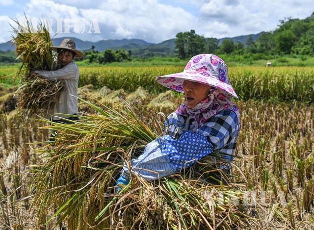 တရုတ္ႏိုင္ငံရွိ လယ္ယာေျမတစ္ခုတြင္ လုပ္ငန္းခြင္ဝင္ေနသည့္ လယ္သမားမ်ားအားေတြ႕ရစဥ္ (ဆင္ဟြာ)