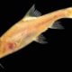 ရွားပါး ဂူေအာင္းငါး အမ်ိဳးအစား ျဖစ္ေသာ Golden-line Barbel ငါးအား ေတြ႕ရစဥ္ (ဓာတ္ပံု-အင္တာနက္)